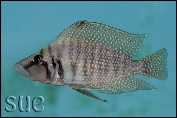 Altolamprologus calvus 'Cape Chaitika' (White)